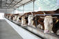 Energy-efficient Light Weight Steel Structural Framing Cowshed Systems With Single Long Span supplier