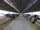Pre-engineered Steel Framing Systems Breeding Cow / Horse With Roof Panels supplier