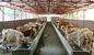 Durable Prefabricated Steel Framing Cow / Horse Systems With Flexible High Space Utilization supplier
