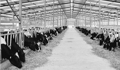 Durable Prefabricated Steel Framing Cow / Horse Systems With Flexible High Space Utilization 0